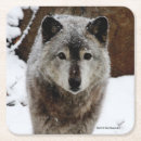 Search for wolf face photography Snow