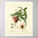 Search for vintage peach illustration posters Botanical