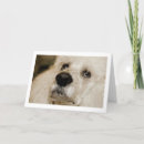 Search for white standard poodle postcards Dog