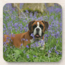 Search for bob coasters Lying down