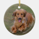 Search for long haired dachshund christmas tree decorations Zwergteckel