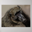 Search for chimp monkey posters Animal