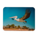 Search for pelicans magnets Australia