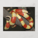 Search for snakes postcards Snake lover