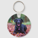 Search for labrador key rings Cute