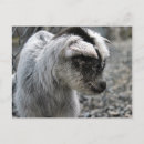 Search for new born postcards Baby