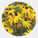 Search for black eyed susan stickers Nature