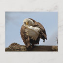 Search for eagle bird postcards Birds of prey