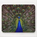 Search for peacocks mousepads Feathers