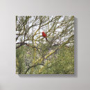 Search for cardinal art Nature