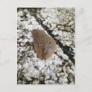 Search for slug postcards Animal