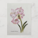 Search for lillie postcards Vintage