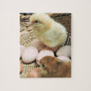 Search for chicken egg puzzles Eggs