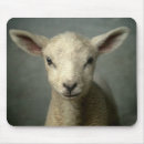 Search for sheep lamb mousepads Livestock