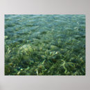 Search for seagrass posters Tropical
