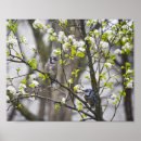 Search for blue jay posters Jays