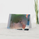Search for quaker parakeet Bird