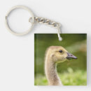 Search for canadian goose key rings Waterfowl