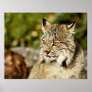 Search for cat profile posters Cute