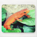 Search for newts electronics Salamander