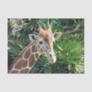 Search for giraffe tissue paper Africa
