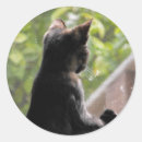 Search for tortoiseshell cat stickers Feline