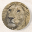 Search for mcdonald barware Wildlife