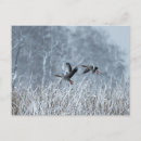 Search for snowy landscape postcards Bird