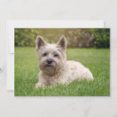 Search for schnauzer puppy postcards Terrier