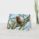 Search for red tail cards Photography
