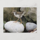Search for sandpiper postcards Nature