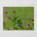 Search for clover postcards Flowers