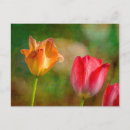 Search for alterative postcards Nobody