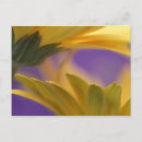 Search for closed postcards Flower