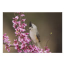 Search for titmouse Flower