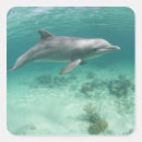 Search for bahama islands stickers Bahamas