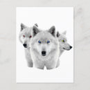 Search for winter snow wolf postcards Arctic