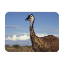 Search for emu magnets Nature