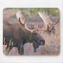 Search for moose mousepads Nature