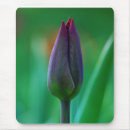 Search for tulip photos mousepads Tulips