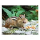 Search for cheeks posters Wildlife