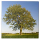Search for maple tiles Nature