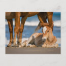 Search for horse baby postcards Colt