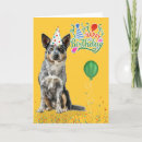Search for cattle dog birthday cards Dogs
