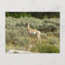 Search for pronghorn postcards Wildlife