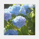 Search for soft blue magnets Elegant