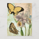 Search for tropical butterfly postcards Green