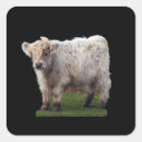 Search for highlander stickers Calf