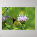 Search for balm posters Nature