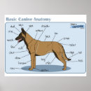 Search for working dog art Military